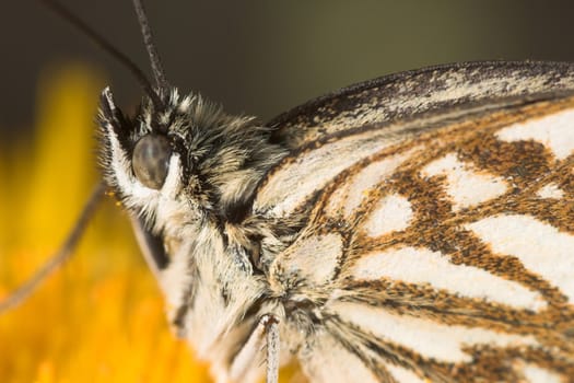 Melanargia butterfly waiting patiently on a flower