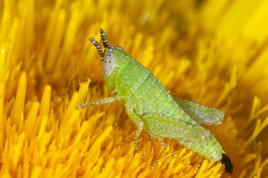 Nymph of Grasshopper waiting patiently on a flower