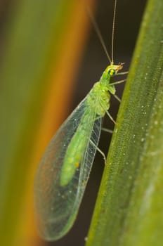 Crisopa (Chrysopa septempunctata) waiting patiently on a little twig