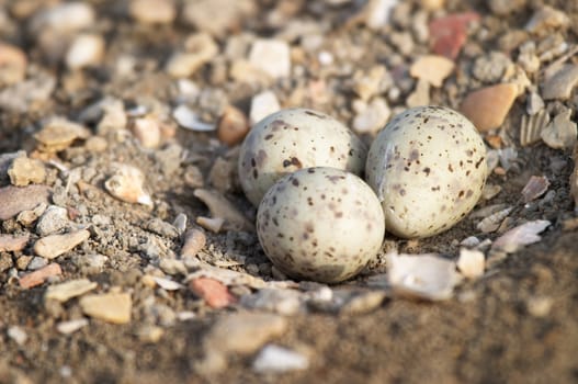 Three Eggs of Black-winged Stilt on the ground