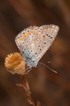A little  beautiful Princess Butterfly (Polymmatus Icarus)