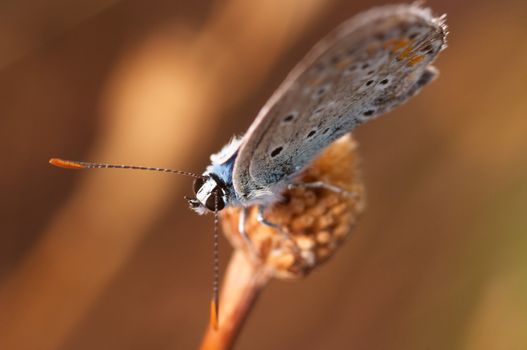 A little  beautiful Princess Butterfly (Polymmatus Icarus)
