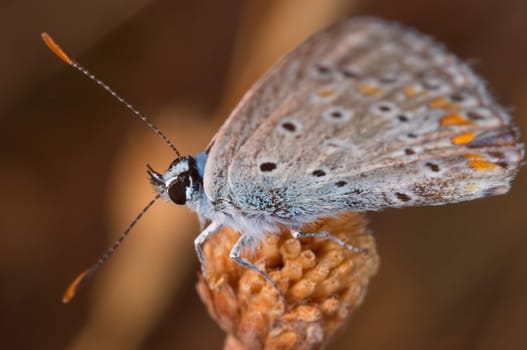 A little  beautiful Princess Butterfly (Polymmatus Icarus)