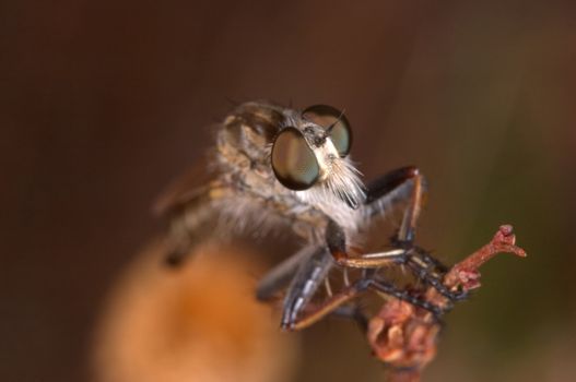A specimen of Killer Fly -Machimus sp. (Loew, 1849)