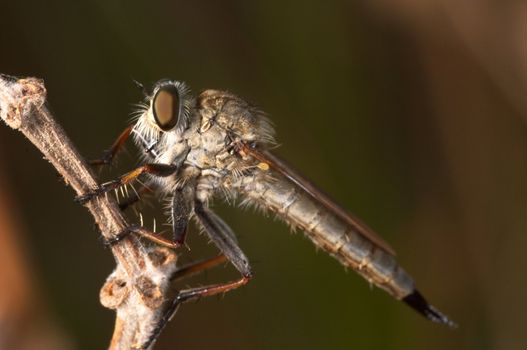 A specimen of Killer Fly -Machimus sp. (Loew, 1849)