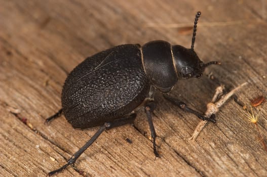 Small Beetle Of The Sheets (Timarcha Tenebricosa) walking over a piece of wood