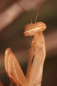 Specimen of a small praying mantis ( Mantis religiosa )