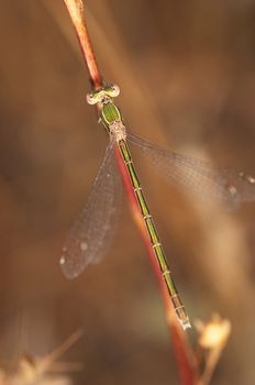 Small speciment of a Dragonfly (Lestes Barbarus)