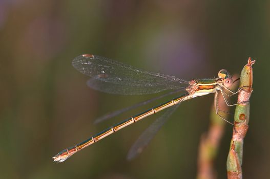 Small speciment of a Dragonfly (Lestes Barbarus)