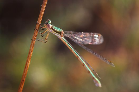 Small speciment of a Dragonfly (Lestes Barbarus)