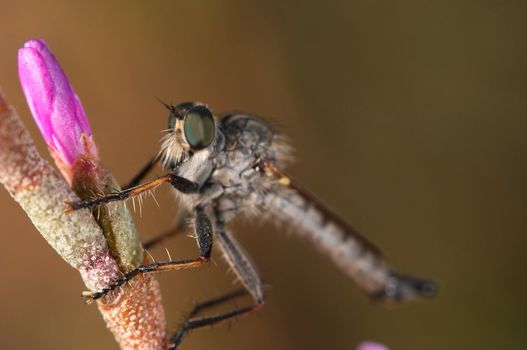 A specimen of Killer Fly -Machimus sp. (Loew, 1849)