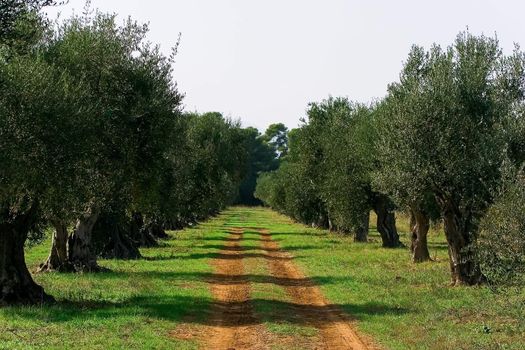 Road in the garden among olive trees