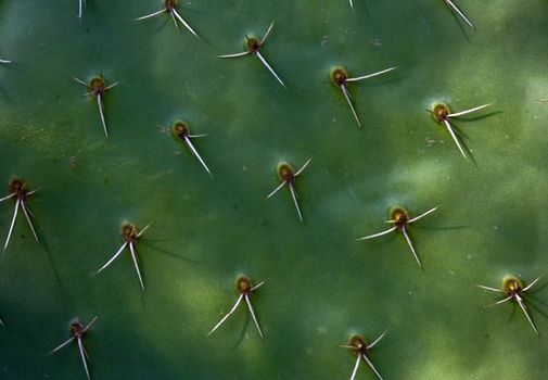 Background picture of green cactus texture