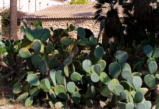 Group of cactuses in the garden near house