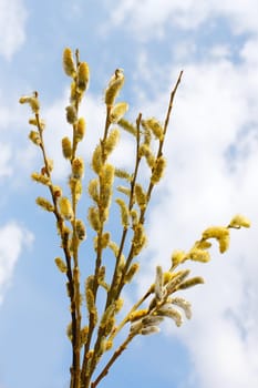 Spring flowering willow branches against blue sky with clouds. Close Up