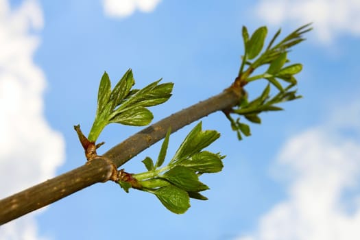 Elder branch with new spring green shoots against the blue sky with clouds