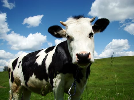 A black and white milk cow with a bright blue sky at the background                               