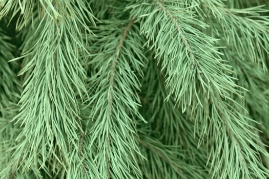 The texture of thick and prickly pine branches