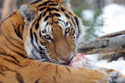 Close-up picture of a Siberian Tiger on a cold Winter day