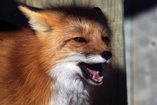 Close-up portrait of a beautiful wild Red Fox