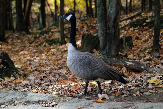 Picture of a Canada Goose in a forest in Autumn