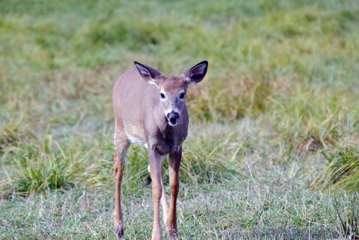 A young whitetail deer walking in a field