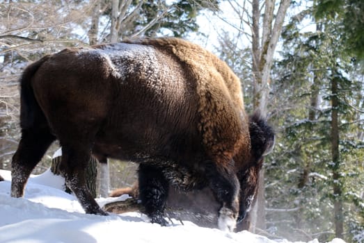 Wild Bison in Winter