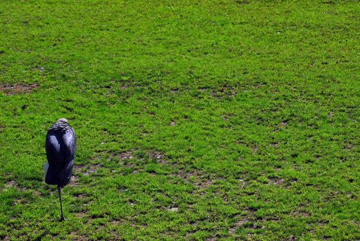 Picture of a Marabou bird walking on a lawn