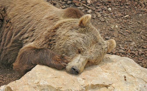 Brown bear that reposes with is head resting on the rocks