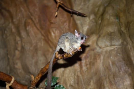lemur