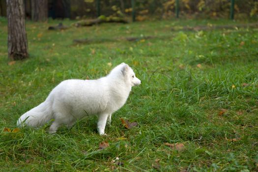 arctic fox