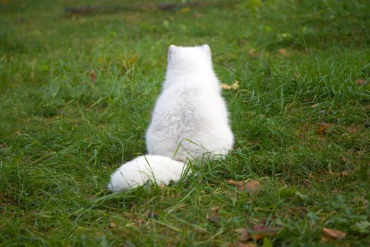 arctic fox