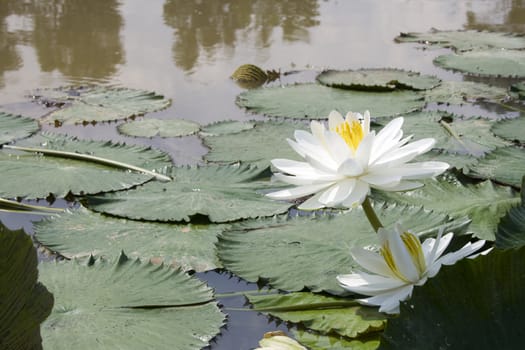 White water lily in a garden.