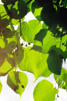 green leaves of linden, shallow focus