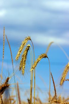 Golden wheat feald with blue sky background