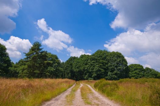 natural sand path to a forest on a  cloudy day
