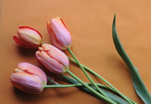 four fresh tulips on a pale orange background