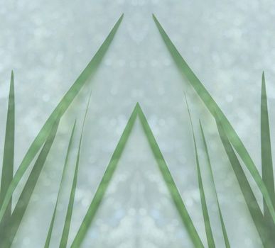green blade-like leaves in a symmetrical design