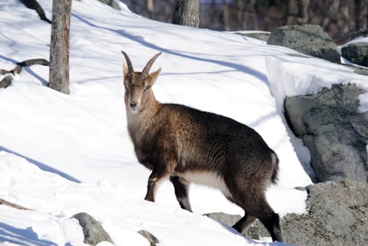 Alpine Ibex in Winter