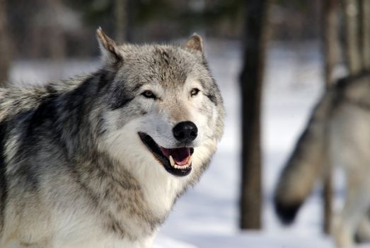 Close-up portrait of a gray wolf in Winter