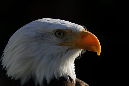 Close-up portrait of an American Bald Eagle on a sunny day