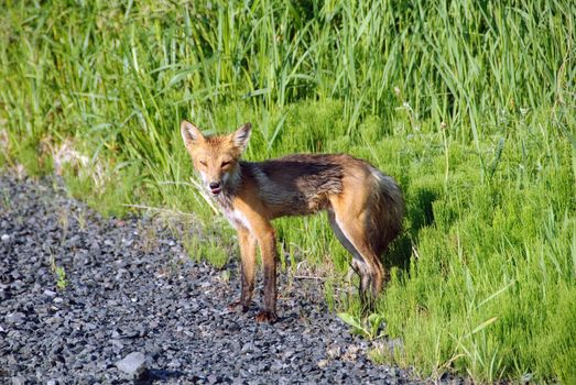 Picture of a skinny Red Fox on the side of the road