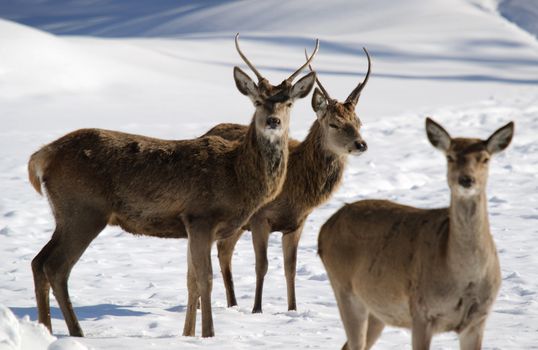 White-tailed deers in winter