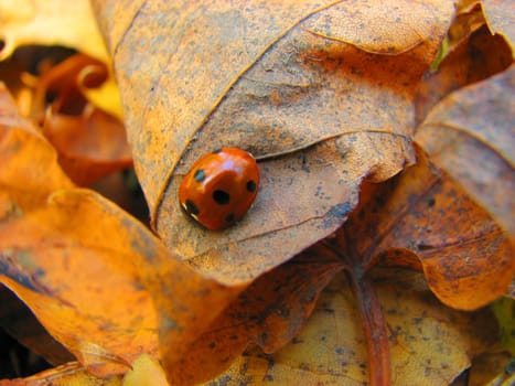 lady-bird on the yellow leaf in autumn