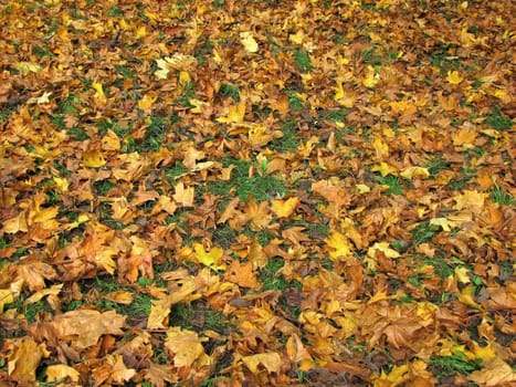 autumn maple orange leaves on the ground
