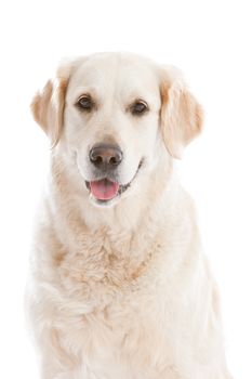 Beautiful happy looking golden retriever on white background