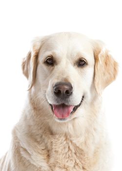 Beautiful golden retriever dog looking happy on white background