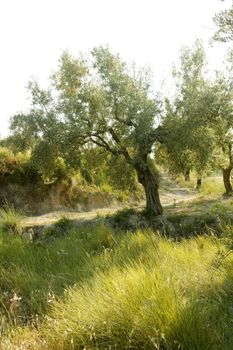 Olive tree field in Spain on a sunny day