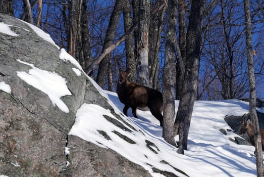 Alpine Ibex in Winter