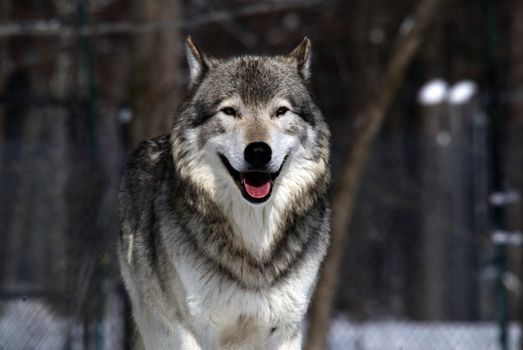 Close-up portrait of a gray wolf in Winter